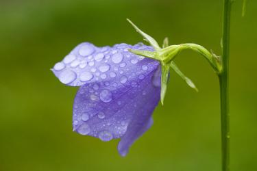 Amada44, Public domain, via Wikimedia Commons; https://upload.wikimedia.org/wikipedia/commons/d/d1/Campanula_with_waterdrops.jpg