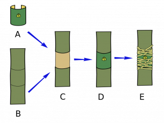 Autor: Giancarlodessi – Vlastní dílo, CC BY-SA 3.0, https://commons.wikimedia.org/w/index.php?curid=4799041