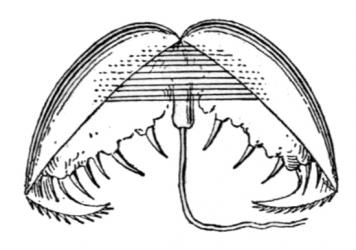 Edward Step (1855-1931), Public domain, via Wikimedia Commons https://upload.wikimedia.org/wikipedia/commons/a/aa/Anodonta_cygnea_glochidium.png