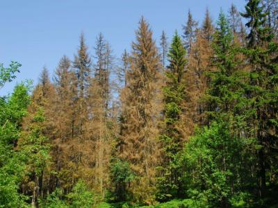 http://www.silvarium.cz/media/k2/items/cache/6298409edce707e5033953f324dc58ef_XL.