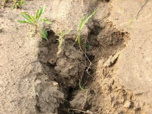 Dehaan Creative Commons Reconeixement 3.0 No adaptada  https://ca.wikipedia.org/wiki/Fitxer:Soil_Erosion_With_Roots.JPG#filelinks