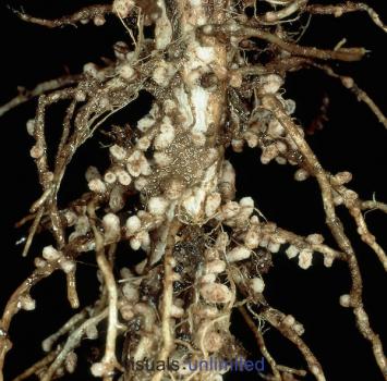 http://imgarcade.com/nitrogen-fixing-bacteria-in-nodule.html