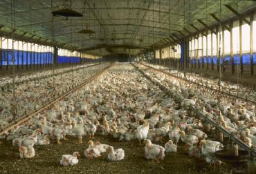 By Larry Rana - USDA, Public Domain, https://commons.wikimedia.org/w/index.php?curid=3824012