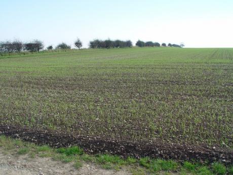 Peter Church / Winter Wheat  Creative Commons Attribution Share-alike license 2.0  https://commons.wikimedia.org/wiki/File:Winter_Wheat_-_geograph.org.uk_-_591079.jpg