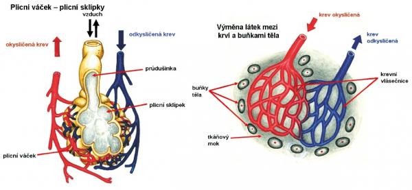 Zdroj obr. učebnice D. Kvasničková